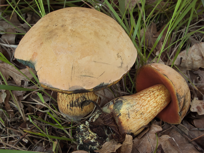 Boletus luridus